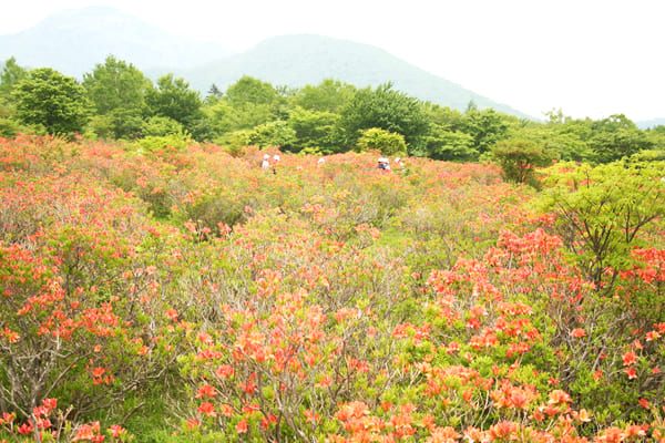 Ōmama, with its beautiful azalea colony