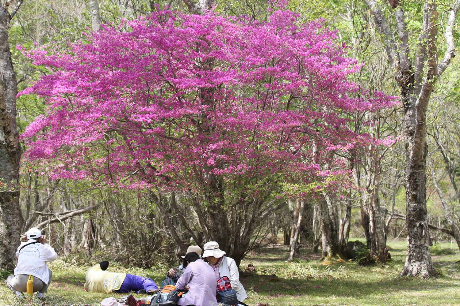 Nagamine Park in full bloom with vibrant azaleas