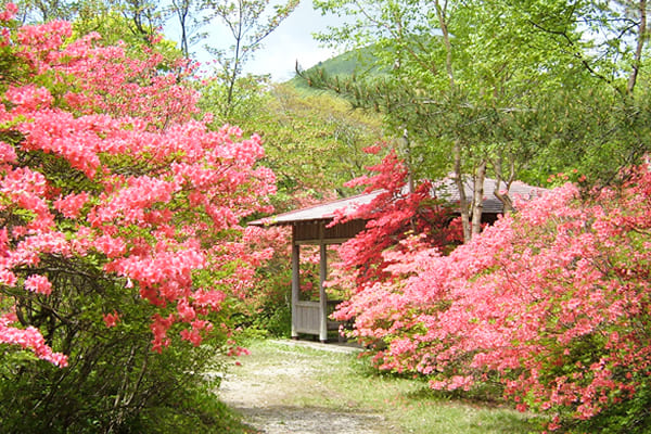 The colorful azalea blossoms of Nagamine Park