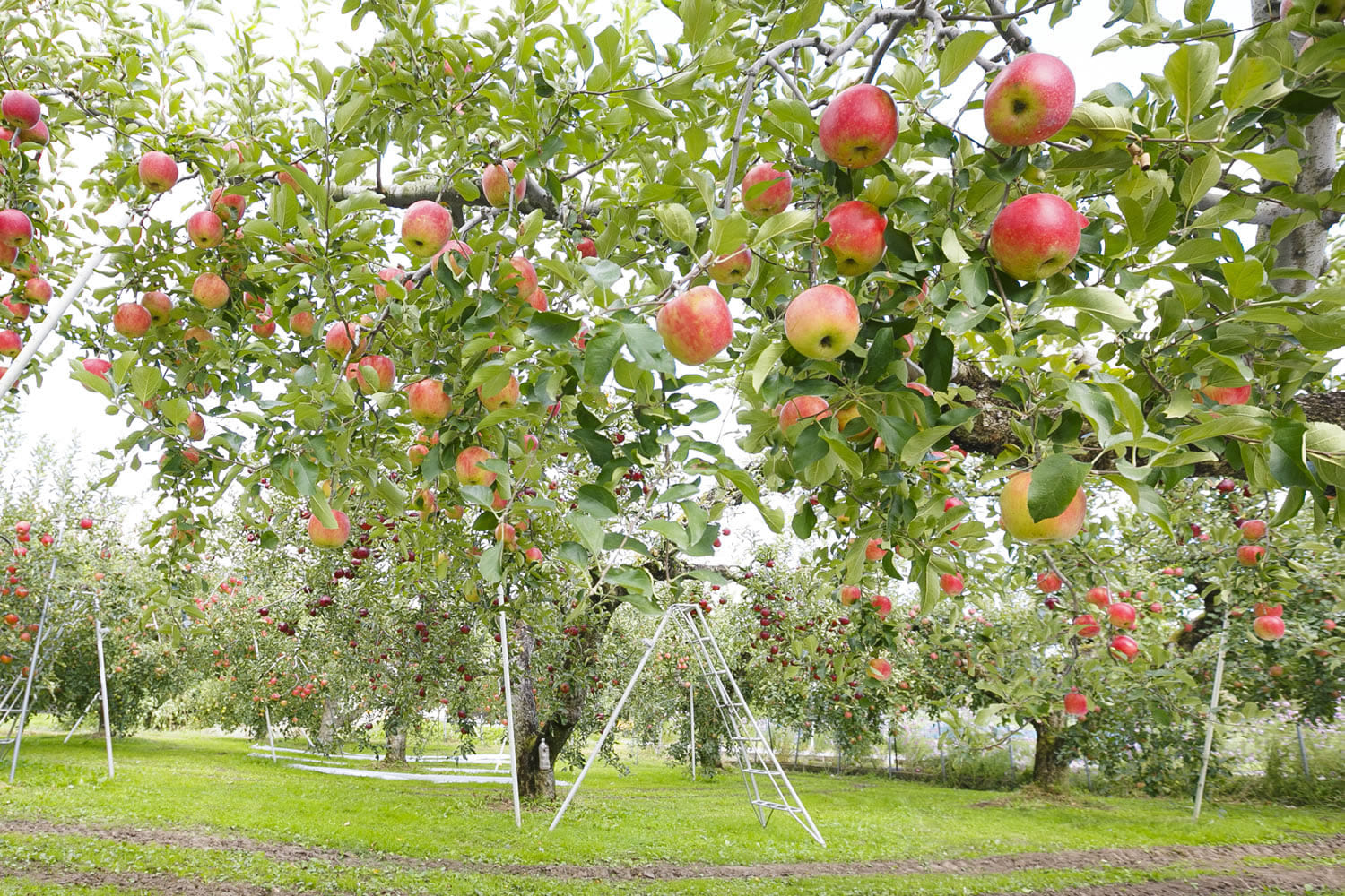 Located in Tochigi Prefecture, Yaita is renowned as one of Japan’s apple -producing regions