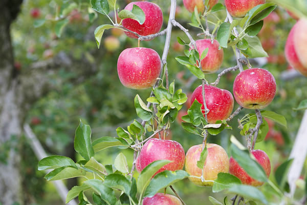Located in Tochigi Prefecture, Yaita is renowned as one of Japan’s apple -producing regions