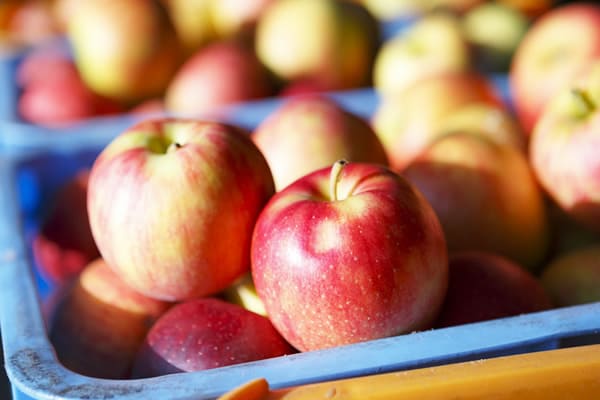 Located in Tochigi Prefecture, Yaita is renowned as one of Japan’s apple -producing regions