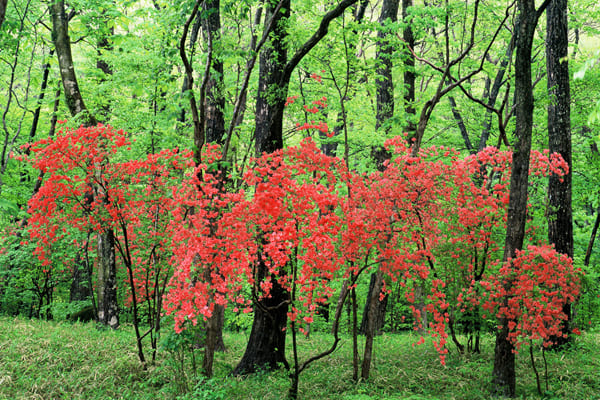 Beautiful autumn leaves in the forest